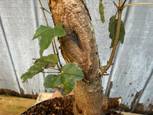 Load image into Gallery viewer, Trident Maple #6
