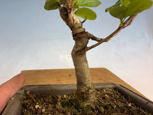 Load image into Gallery viewer, Japanese Flowering Crab Apple, 002
