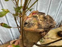 Load image into Gallery viewer, Trident Maple #26
