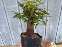 Load image into Gallery viewer, Zelkova, Japanese Grey Bark Elm #22
