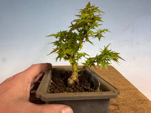 Load image into Gallery viewer, Kotohime Japanese Maple-013
