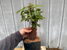 Load image into Gallery viewer, Zelkova, Japanese Grey Bark Elm #13
