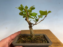 Load image into Gallery viewer, Japanese Flowering Crab Apple, 002
