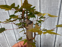 Load image into Gallery viewer, Trident Maple #36

