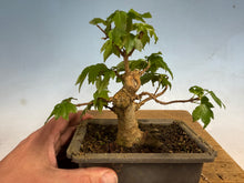 Load image into Gallery viewer, Trident Maple 011
