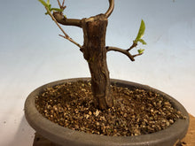Load image into Gallery viewer, Chinese Quince 009
