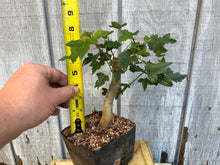 Load image into Gallery viewer, Trident Maple #2
