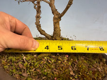 Load image into Gallery viewer, Chinese Elm var. Yatsabusa Cork Bark
