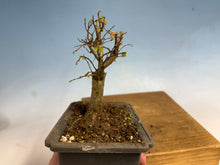 Load image into Gallery viewer, Zelkova, Japanese Grey Bark Elm 005
