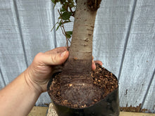 Load image into Gallery viewer, Zelkova, Japanese Grey Bark Elm #20
