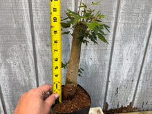 Load image into Gallery viewer, Trident Maple #22
