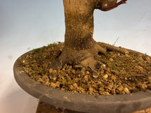 Load image into Gallery viewer, Japanese Maple 001
