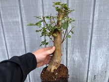 Load image into Gallery viewer, Japanese Crepe Myrtle #2
