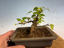 Load image into Gallery viewer, Trident Maple 013

