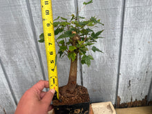 Load image into Gallery viewer, Trident Maple #37
