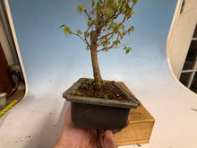 Load image into Gallery viewer, Zelkova, Japanese Grey Bark Elm 010
