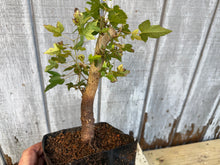 Load image into Gallery viewer, Trident Maple #11
