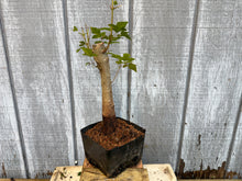 Load image into Gallery viewer, Trident Maple #25
