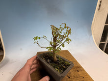Load image into Gallery viewer, Zelkova, Japanese Grey Bark Elm 013
