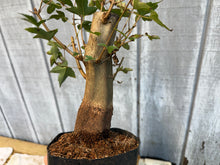 Load image into Gallery viewer, Trident Maple #19
