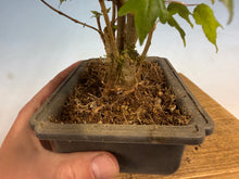 Load image into Gallery viewer, Trident Maple 015- Seedling Fushion Clump
