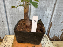 Load image into Gallery viewer, Trident Maple #11
