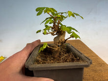 Load image into Gallery viewer, Trident Maple 013

