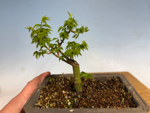 Load image into Gallery viewer, Shishigashira Japanese Maple 003
