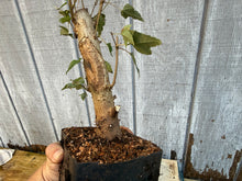 Load image into Gallery viewer, Trident Maple #6
