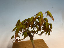 Load image into Gallery viewer, Japanese Maple 005
