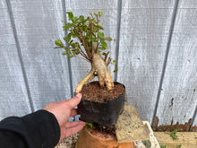 Load image into Gallery viewer, Japanese Crepe Myrtle #1
