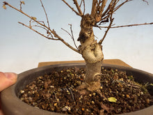 Load image into Gallery viewer, Zelkova, Japanese Import 002
