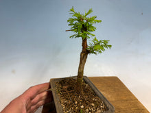 Load image into Gallery viewer, Dawn Redwood 005
