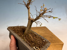 Load image into Gallery viewer, Zelkova, Japanese Grey Bark Elm 005
