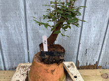 Load image into Gallery viewer, Zelkova, Japanese Grey Bark Elm #16
