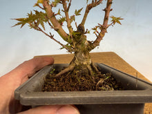 Load image into Gallery viewer, Kotohime Japanese Maple-009
