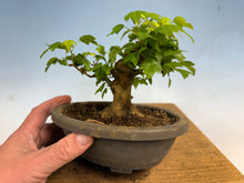 Load image into Gallery viewer, Trident Maple 020
