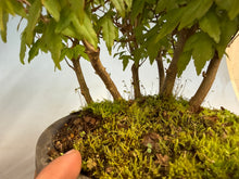 Load image into Gallery viewer, Trident Maple-Shohin Forest 001
