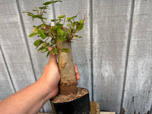 Load image into Gallery viewer, Trident Maple #41
