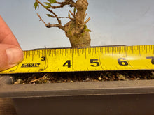 Load image into Gallery viewer, Trident Maple 005
