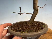 Load image into Gallery viewer, Chinese Quince 006

