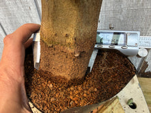 Load image into Gallery viewer, Trident Maple #19
