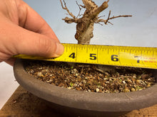 Load image into Gallery viewer, Zelkova, Japanese Import 001
