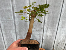 Load image into Gallery viewer, Trident Maple #33
