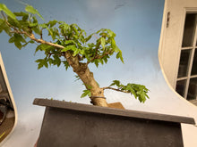 Load image into Gallery viewer, Trident Maple 008
