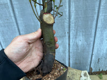 Load image into Gallery viewer, Chinese Quince #6
