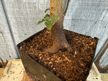 Load image into Gallery viewer, Trident Maple #5
