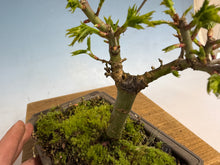 Load image into Gallery viewer, Shishigashira Japanese Maple 002
