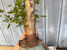 Load image into Gallery viewer, Trident Maple #38
