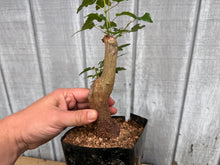 Load image into Gallery viewer, Trident Maple #32
